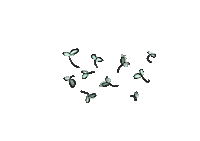 Food Plant Sticker by Van der Plas sprouts