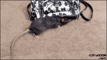 rat thief GIF