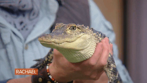 Food Rachel GIF by Rachael Ray Show