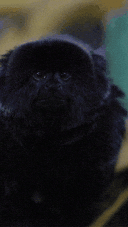 Confused Look GIF by Valley Zoo Development Society