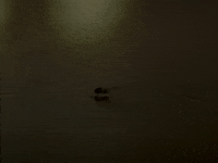 Fly Ant GIF by Black Conflux