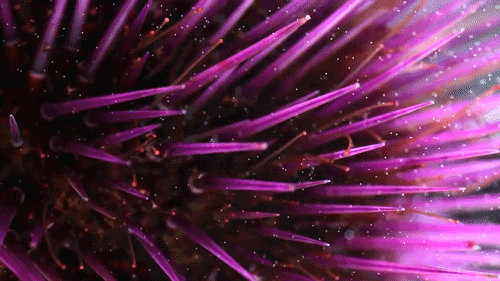 sea anemone water GIF by TED