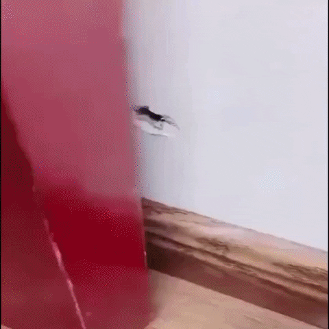 jimmymathews6a48 giphyupload GIF