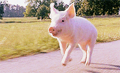 90s pig GIF