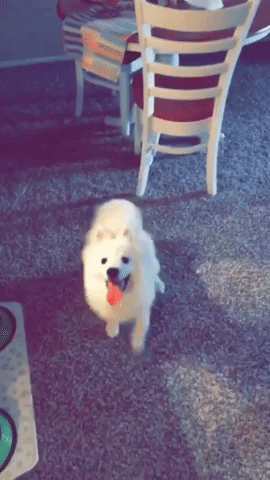 dog wave GIF