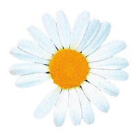 Peace Nike Sticker by atmos bangkok