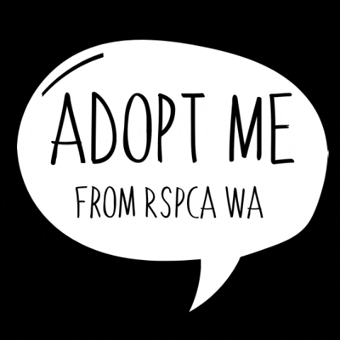 RSPCAWA giphygifmaker rspcawa rspca wa GIF