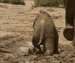 elephant falling GIF