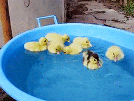 cocinaprimitiva giphyupload fun duck stop motion GIF