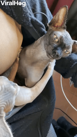 Sphynx Cat Bops Sibling on Nose