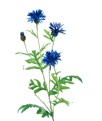 Flower Oerrr Sticker by Natuurmonumenten