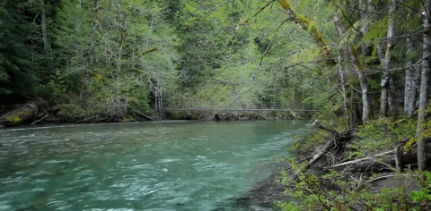 washington seattle GIF