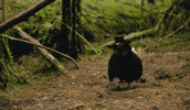 Shake It Dancing GIF by Our Planet