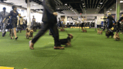 dog show dogs GIF by Westminster Kennel Club