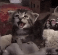 Cat Shut Up GIF by Respective