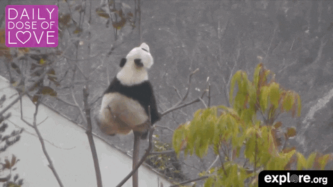 china baby GIF by explore.org