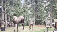 Moose and Calf Relax in Alaska Woman's Yard