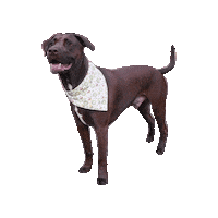 Chocolate Lab Sticker by Geekster Pets