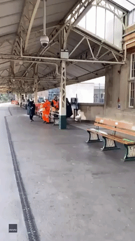 Swans Cause Havoc for Workers at English Train Station