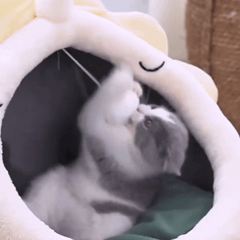 Snezana1 giphyupload GIF