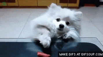 sausage GIF