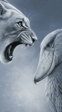 Shoebill Stork GIF