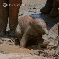 Baby Animal Elephant GIF by Nature on PBS