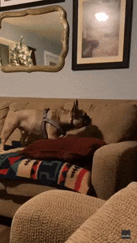 'It Doesn't Even Look Real!': French Bulldog Gets Testy With Cat Statue