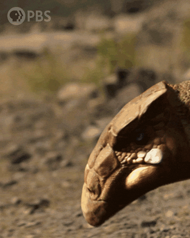 Walking With Dinosaurs No GIF by PBS