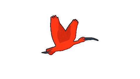 Bird Guaratuba Sticker by Guará Mapping Festival