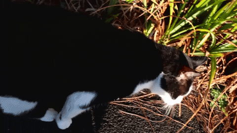 Higher Education Cat GIF by Edge Hill University