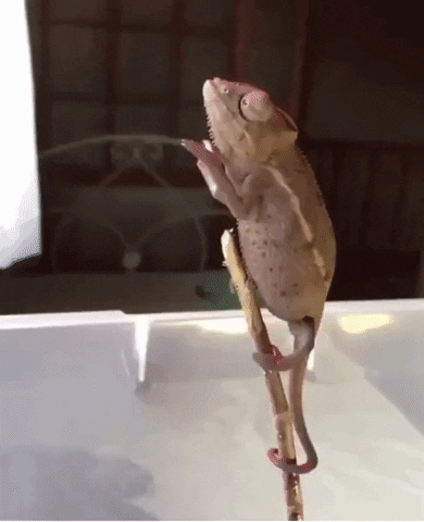 moodman giphyupload gecko hand rub handrub GIF
