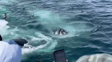 Humpback Whales Ocean GIF by Storyful