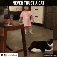 cate GIF