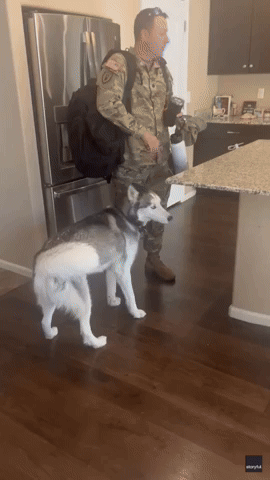 'Pretty Much Every Morning': Husky and Toddler Really Want Military Dad to Stay Home