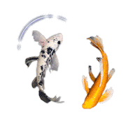 Koi Fish Spinning Sticker
