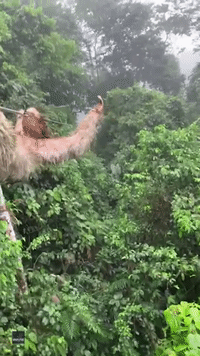 Child Runs Into Sloth While Zip Lining