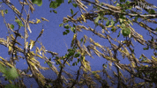 Environment Plague GIF by The Guardian