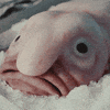 Ryba GIF by Fio banka