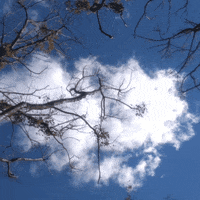 elojodenestor nature gif art remix apropiacion GIF
