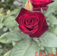 floralworlds2024 morning good job floral tulip GIF