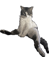 cottontailVA cat looking benji Sticker