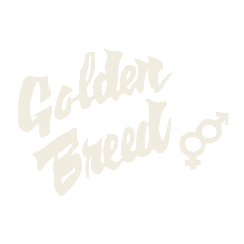 GoldenBreed surf golden surfer byron Sticker