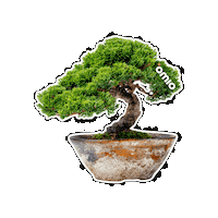 Japan Bonsai Sticker by Omio