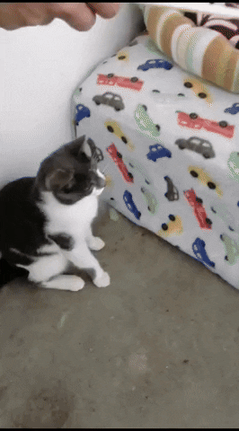 SPCA giphyupload GIF