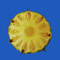 Summer Comida GIF