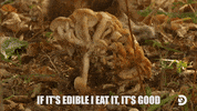 Camping Naked And Afraid GIF by Discovery