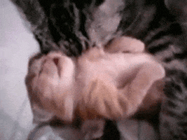 asudeasar giphyupload GIF