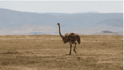 desert GIF
