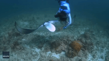 Rescue Team Saves Manta Ray Entangled in Fishing Net in Maldives